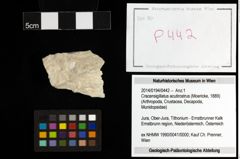 Foto (Objekt + Etiketten) von Cracensigillatus acutirostrus (Moericke, 1889) 